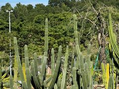 -东莞植物园