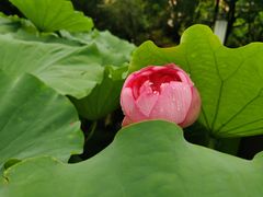 -陈家山荷花公园