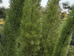 -东莞植物园