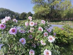-洛阳市隋唐城遗址植物园