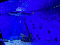 -太平洋海底世界