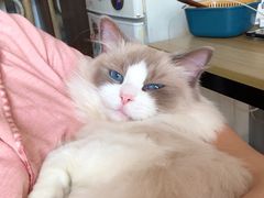 -瑞鹏宠物医院·骨科·猫科·内科(第一中心)