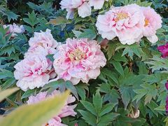 -洛阳市隋唐城遗址植物园