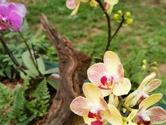 -石家庄市植物园