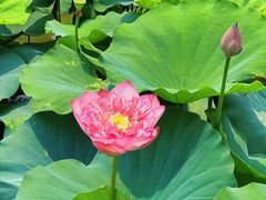 -广州莲花山旅游区