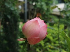 -谷咖啡·鲜花绿植花园餐厅