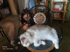 -猫猫幼稚园·撸猫·桌游·电玩