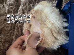 -宠爱国际动物医院· 猫科· 外科·中兽医(长白店)