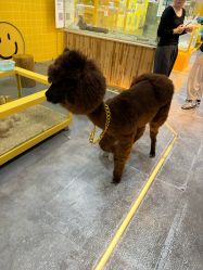 -神奇动物撸宠馆·羊驼·小浣熊·异宠(豫园店)