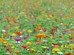 -莲花山花海