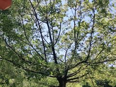 -九如山休闲旅游度假区