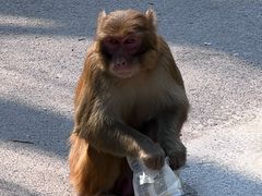 -黔灵山公园