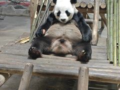 -栾川竹海野生动物园