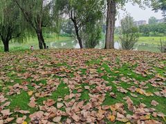 -两河城市森林公园