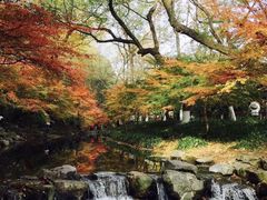 -先春西湖龍井•九曲红梅(杭大路店)