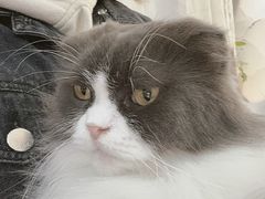 -李小姐の猫咖啡馆(五角场店)