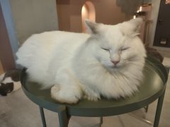 -猫儿山۰猫主题餐厅