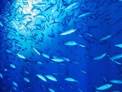 -沈阳海洋探索中心