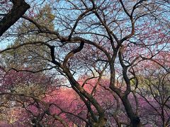 -杭州植物园