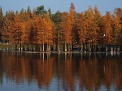 -白鹭湾湿地公园