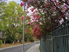 -东莞植物园