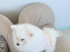 -怪兽屋·羊驼·猫咖·狗咖(俊华广场店)