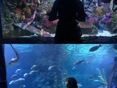 -暹罗海洋世界