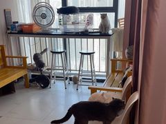 -我爱猫咪·猫咖·狗咖·安哥拉兔·羊驼咖(小寨华旗店)