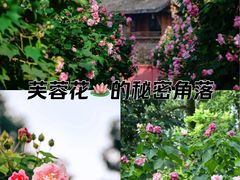 -天府芙蓉园