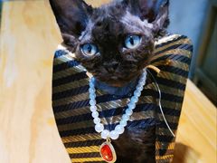 -70cat德文卷毛猫·缅因猫纯种猫舍