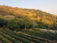-石老人观光园