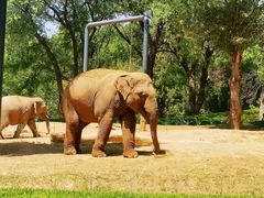 -北京野生动物园