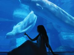 -海合安武汉极地海洋公园