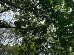 -番禺大夫山森林公园