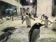 -大连圣亚海洋世界