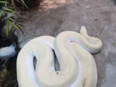 -上海大自然野生昆虫馆(东方明珠·爬宠昆虫探索中心)
