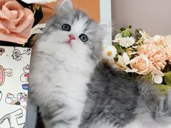 -小猫来了·猫舍(红山六九七九店)