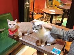 -猫色咖啡·猫咖