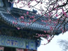 -梅花山(明孝陵内)