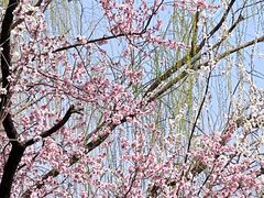 -桃花堤公园