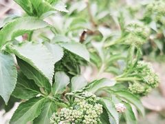 -国家植物园