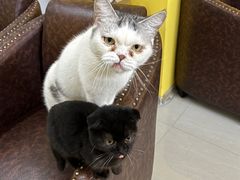 -猫咪咖啡店(新城大街店)