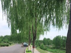 -洨河生态公园