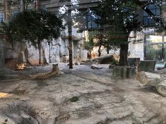 -灵玲国际马戏城