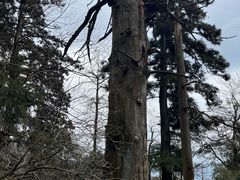 -天目山大树王景区