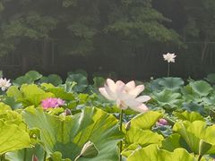 -嘉定紫藤园