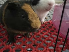 -雨林宠物医院 非犬猫异宠专科