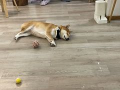 -柴迷FANS CLUB·柴犬狗咖·猫咖