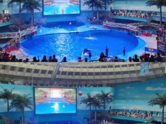 -海合安成都极地海洋公园