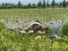 -西昌邛海湿地